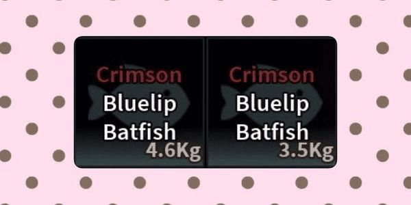 Gambar Product Crimson Bluelip Batfish
