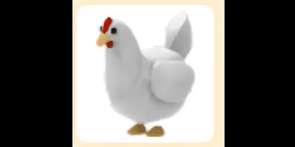 Chicken
