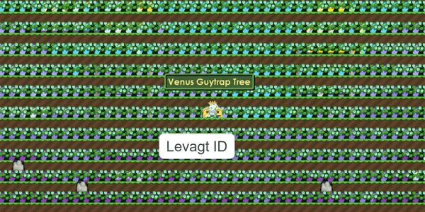 Gambar Product Venus GuyTrap Farm Full Ready To Harvest