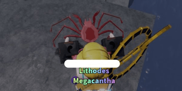 Gambar Product Lithodes Megacantha