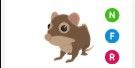 Gambar Product Shrew NFR > pet Adopt me
