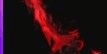 BLOODMOON DAGGER