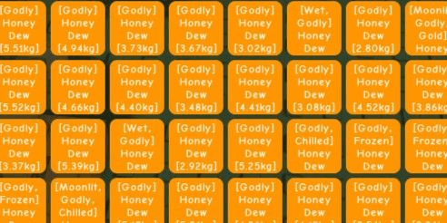 pollinated godly honey dew 1 fruit