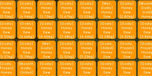 pollinated godly honey dew 1 fruit