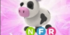 Gambar Product Cow NFR