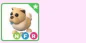 Tan Chow-Chow NFR