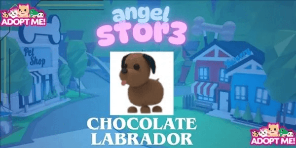 Chocolate Labrador