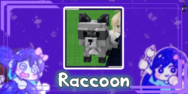 Raccoon