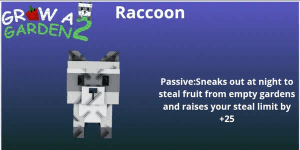 Raccoon