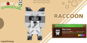 Raccoon
