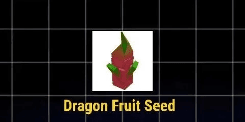 Dragon Fruit
