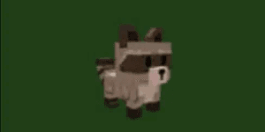 Raccoon