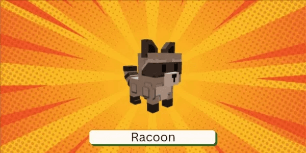 Raccoon