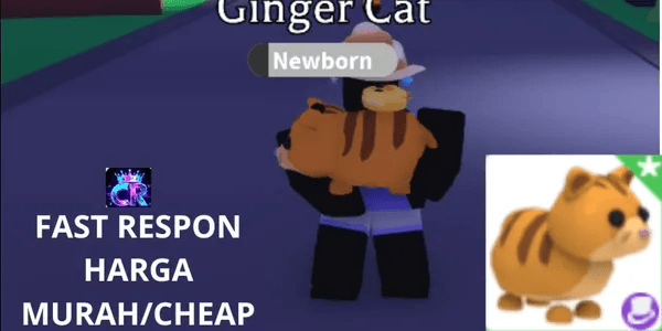 Ginger Cat