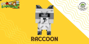 Raccoon