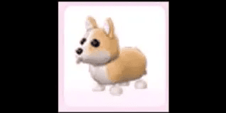Corgi