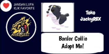 Border Collie