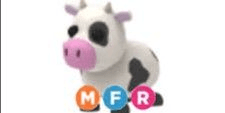Gambar Product Cow NFR