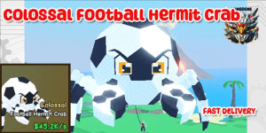 Colossal Football Hermit Crab Catch And Tame!