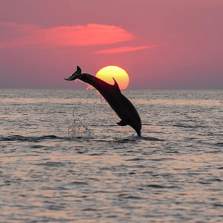 avatar SunsetTimes