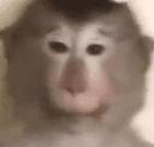 avatar monkeys  shop