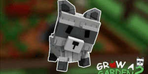 Raccoon