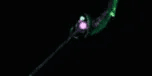 Hollow's Halberd