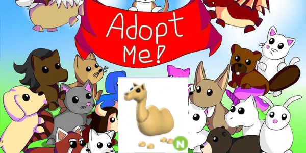 Camel N