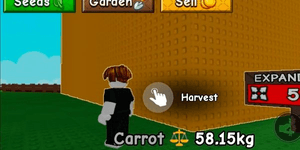 Carrot Account 50Kg+ No Mutation