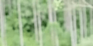 Bamboo