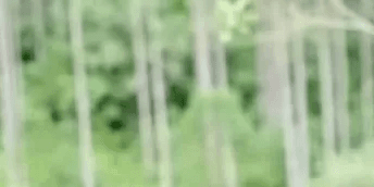 Bamboo