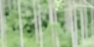 Bamboo