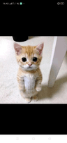 storeAvatar