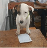 seller-image