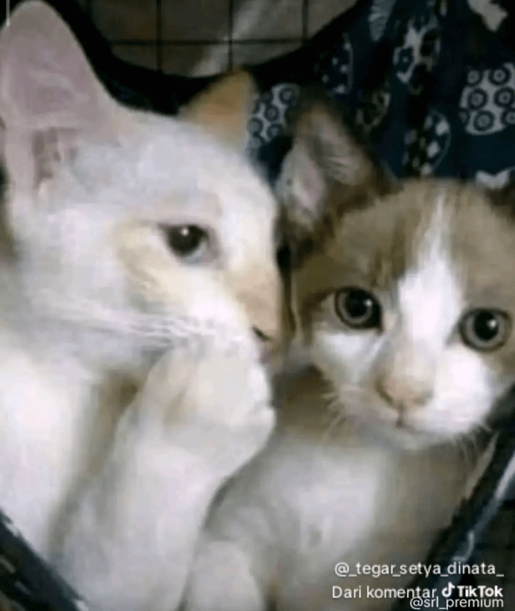 avatar Adopt MeX