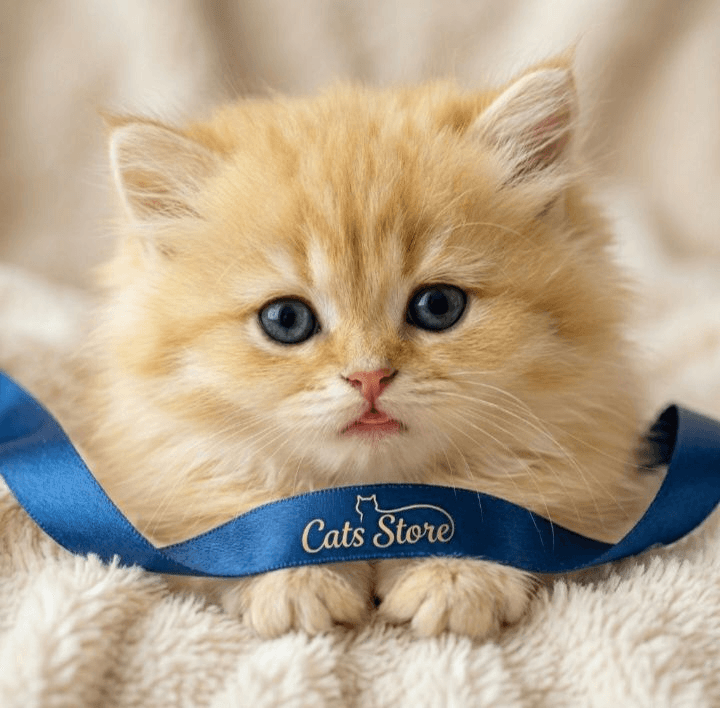 logo Cats Store