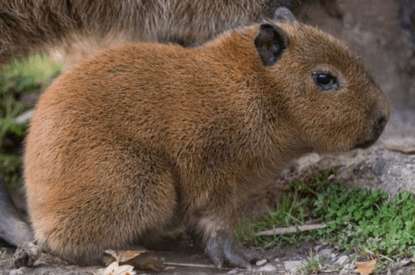 avatar Capybara