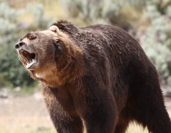 avatar GrizlyBear0