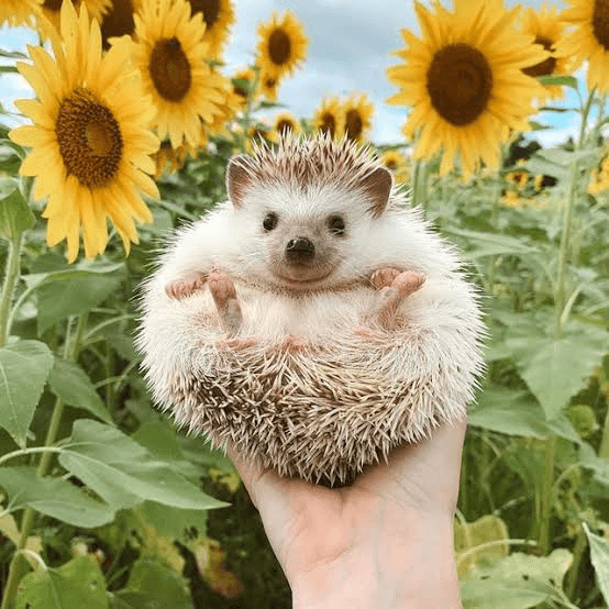avatar The Hedgehog
