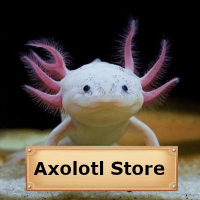 avatar Axolotl Store