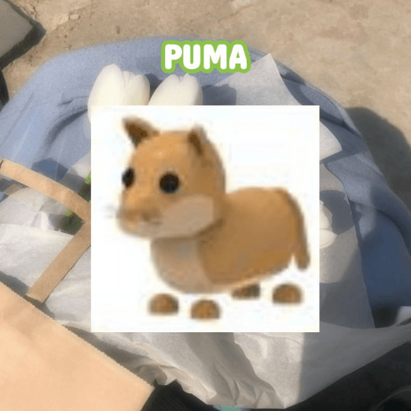 Product Showcase